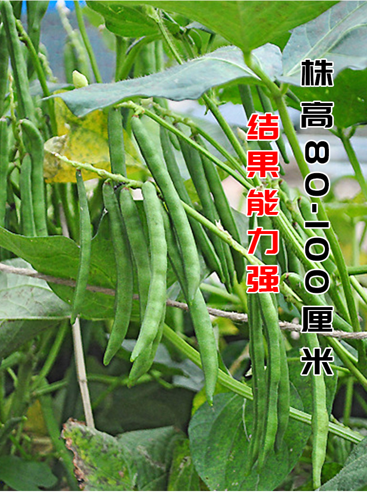 红小豆种子农家赤小豆种籽黑龙江早熟籽种小红豆自产自种豆种红小豆