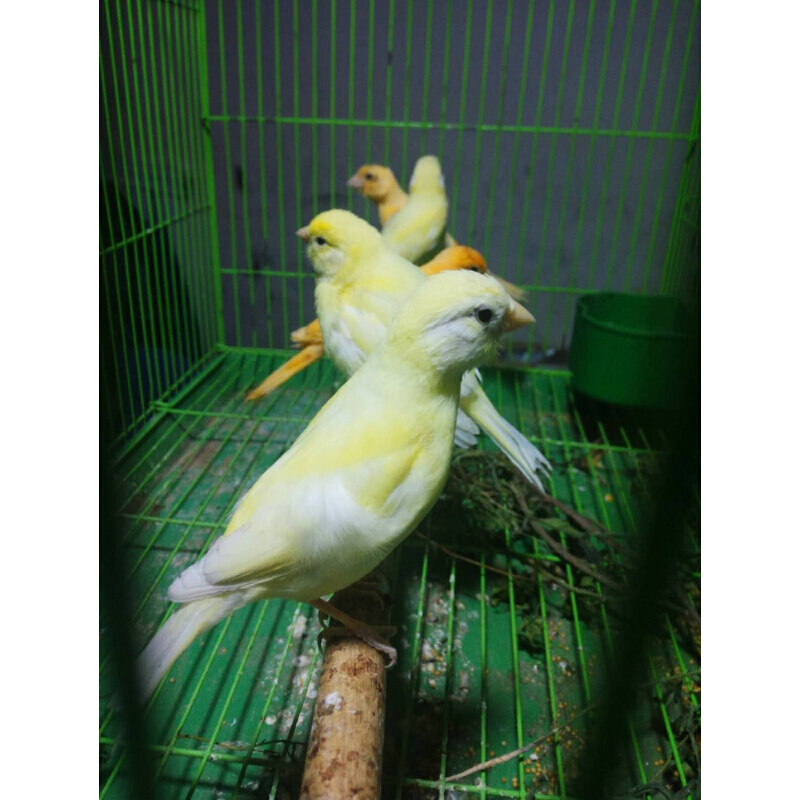 【店铺推荐】辣椒红玉鸟山东黄白玉白红眼玉鸟手养鸟玉鸟活鸟 黄红眼