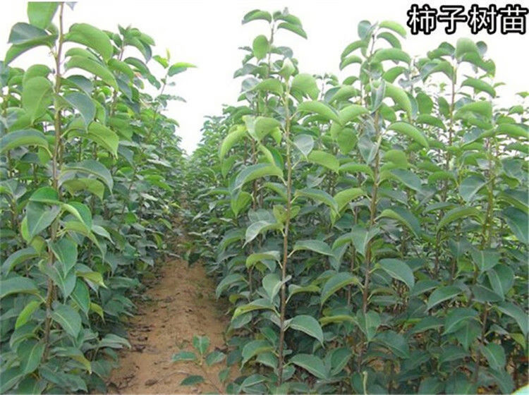 虞润柿子树苗嫁接日本甜脆柿树盆地栽南北方种植磨盘当年结果黑柿子苗
