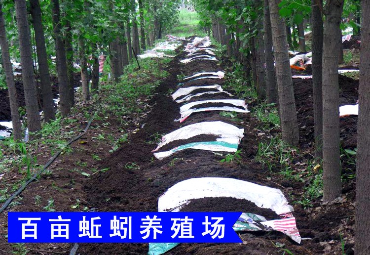 因那边不适合大面积养殖了 现在是江苏基地和天津基地直发,能接受的拍