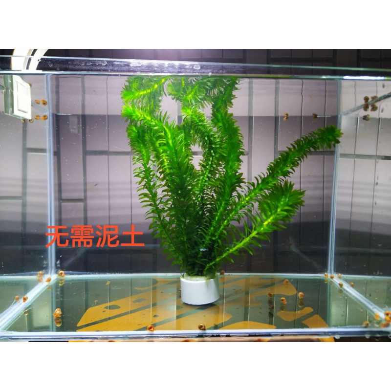 【店铺推荐】蜈蚣草耐低温懒人真水草鱼缸造景装饰净水植物绿菊金鱼藻