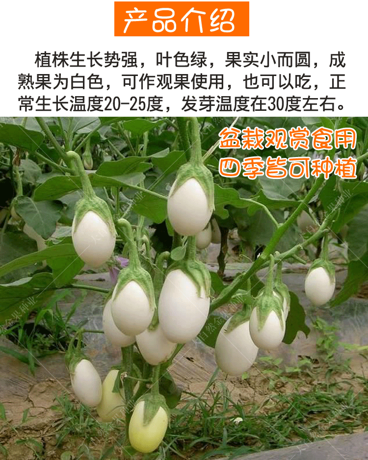 鸡蛋茄种子白蛋茄种籽观赏茄子春秋四季阳台盆栽室内水果蔬菜种孑鸡蛋
