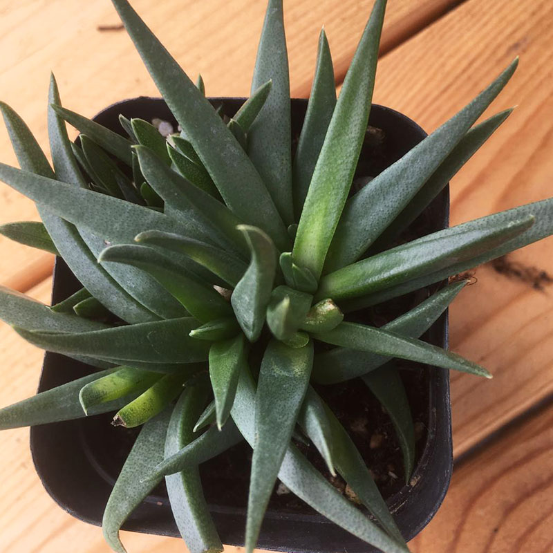 黄花照波/多肉植物秋季开花/庭院阳台 组合盆栽新手好养 黄花照波 3-4