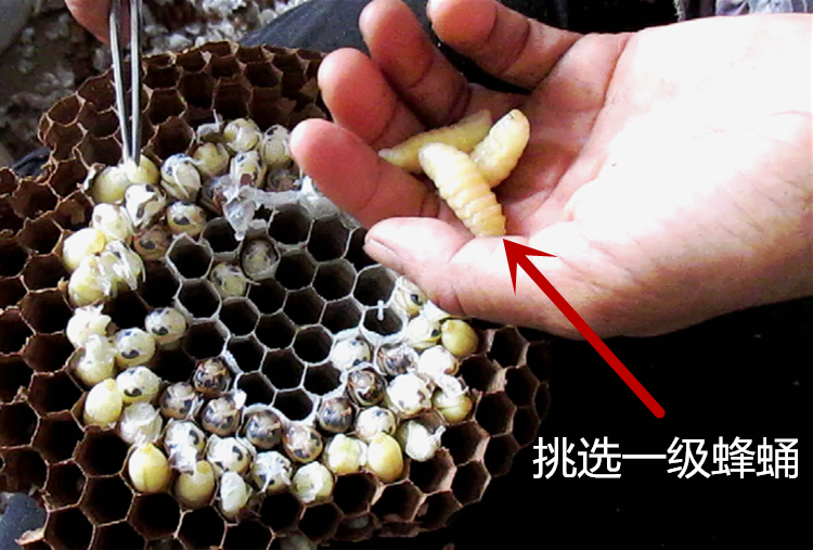 蜂蛹一级新鲜马蜂蛹蜂儿鲜活速冻蚂胡蜂虫葫芦蜂黄蜂仔500g