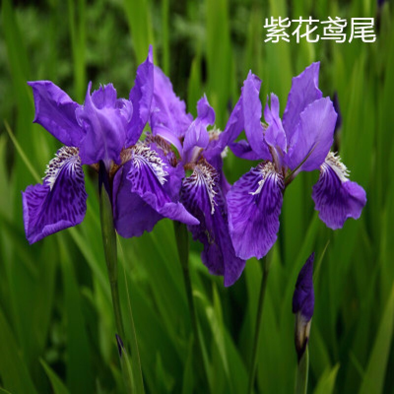 鸢尾花苗 扁竹根蝴蝶兰苗鸢尾紫色兰花又名鸢尾苗当年