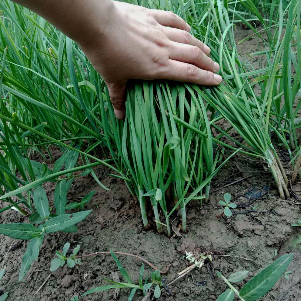 带箱4斤头茬头刀韭菜现割新鲜农家韭菜山东土韭菜三鲜馅时令蔬菜 带箱