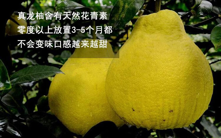 真龙柚原产地合江真龙柚瓦房村柚子柑蜜柚白心纯甜冰糖柚沙田柚新鲜