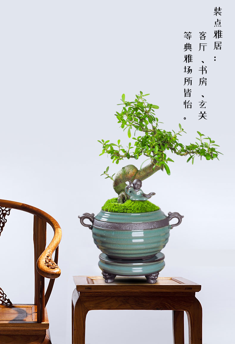 千帆亭火棘老桩抱石树桩盆景室内客厅四季常青好养花卉绿植盆栽净化