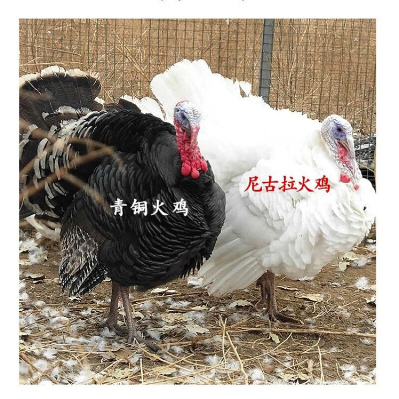 【京东推荐】火鸡活体巨行7斤重一只大型尼古拉青铜贝蒂娜火鸡鸡苗包