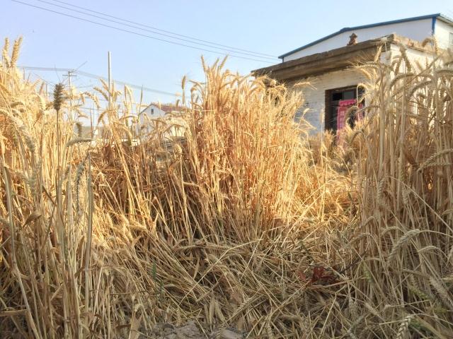 苏北特产盐城建湖大麦采子大麦糁大麦彩子五谷杂粮大麦采5斤