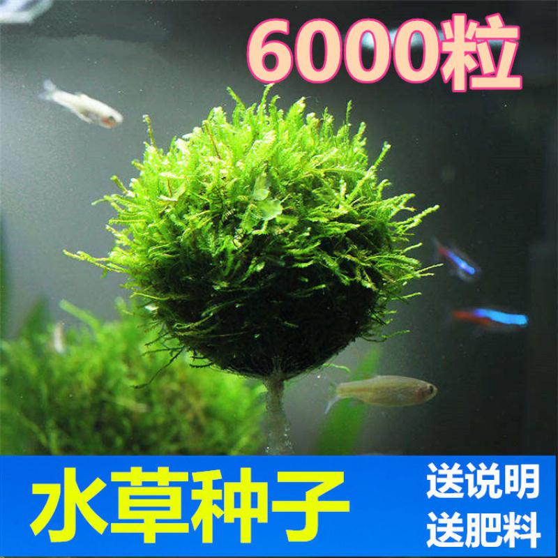 鱼缸水草种子造景装饰植物活体矮珍珠莫斯水榕淡水草籽养鱼水草泥amo
