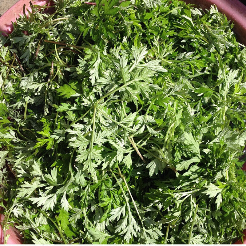新鲜鼠曲草清明菜清明草佛耳草绒毛草鼠麴田艾艾草粑粑原材料 3斤