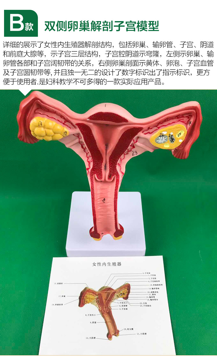人体子宫模型教具模具卵巢解剖病理医学女性仿真女性生殖模器a2精品款