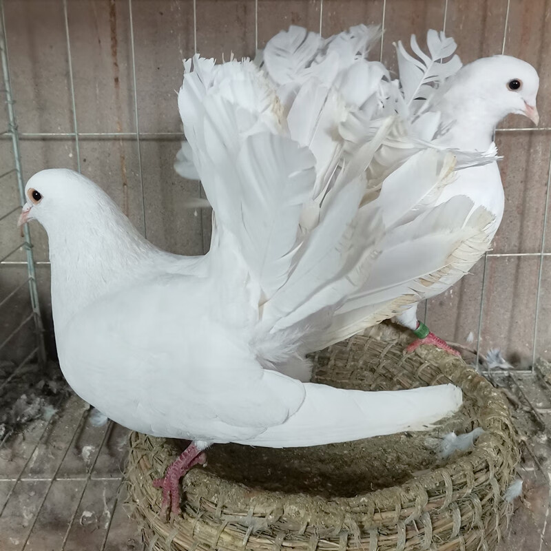 族萃鸽子活体物一对各种观赏鸽大全种鸽凤尾摩登那两头乌点子淑女成年