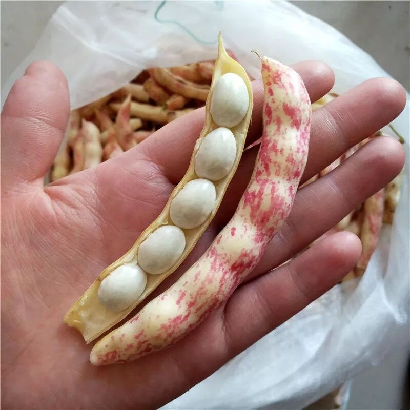 东北油豆角黄金钩豆角新鲜鼓豆豆角勾勾黄豆角空运直达新鲜勾黄3斤