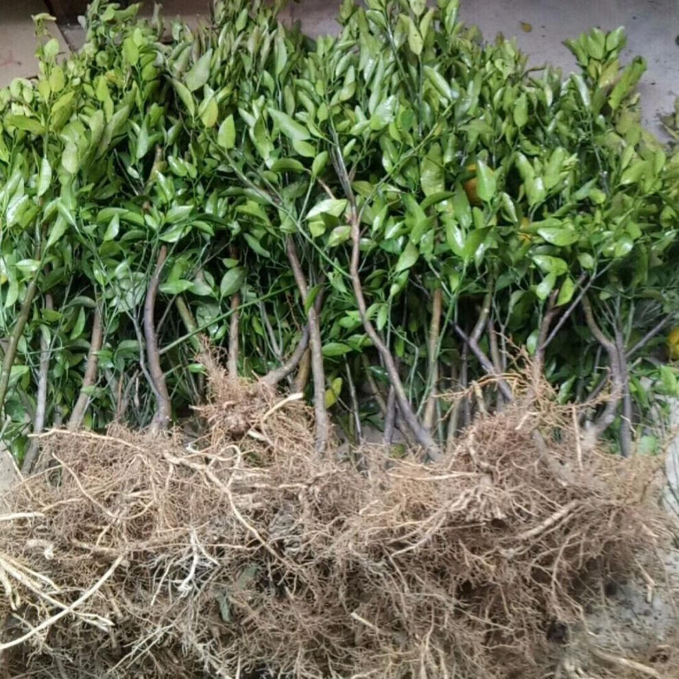 汉柠嫁接桔子树苗沙糖橘子苗金桔南方北方种植地栽盆栽果树苗当年结果