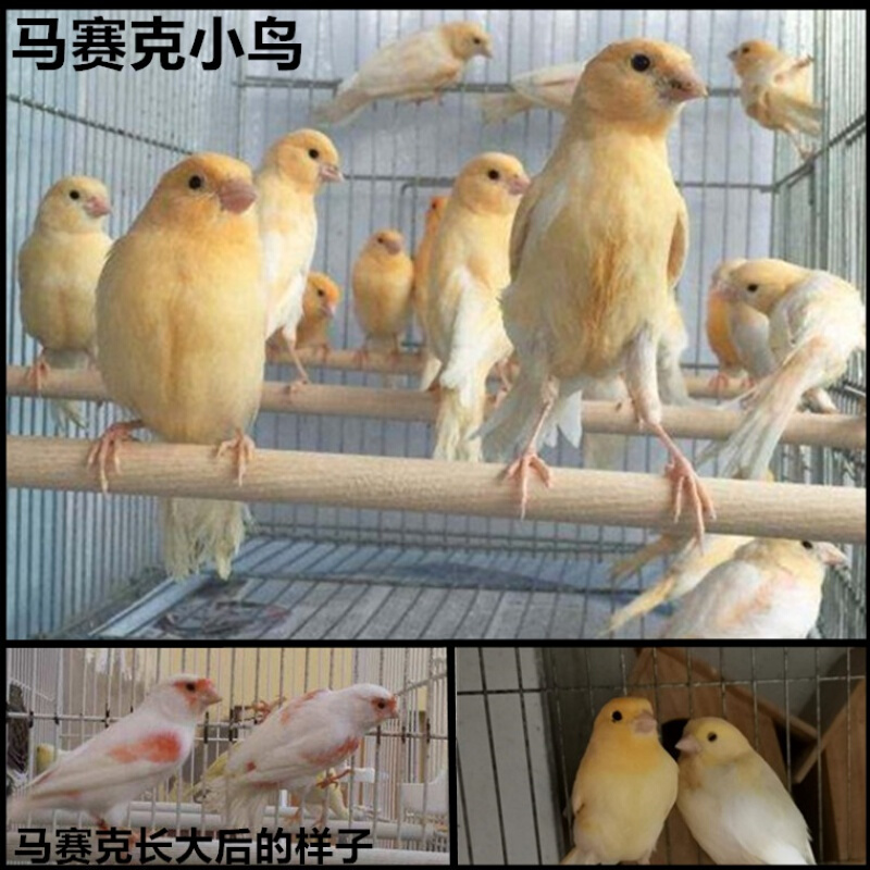 【店铺推荐】玉鸟活体辣椒红扬州黄桂皮马赛克大红袍小鸟 花玉小公鸟