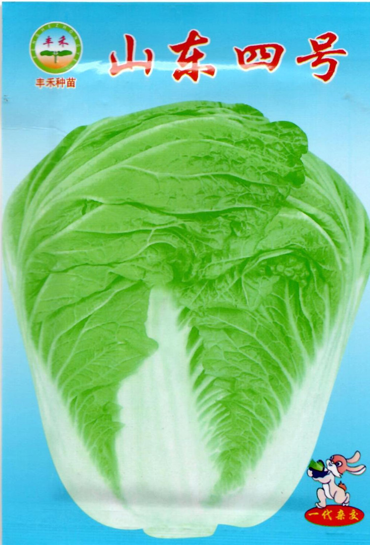 秋播高产山东大白菜