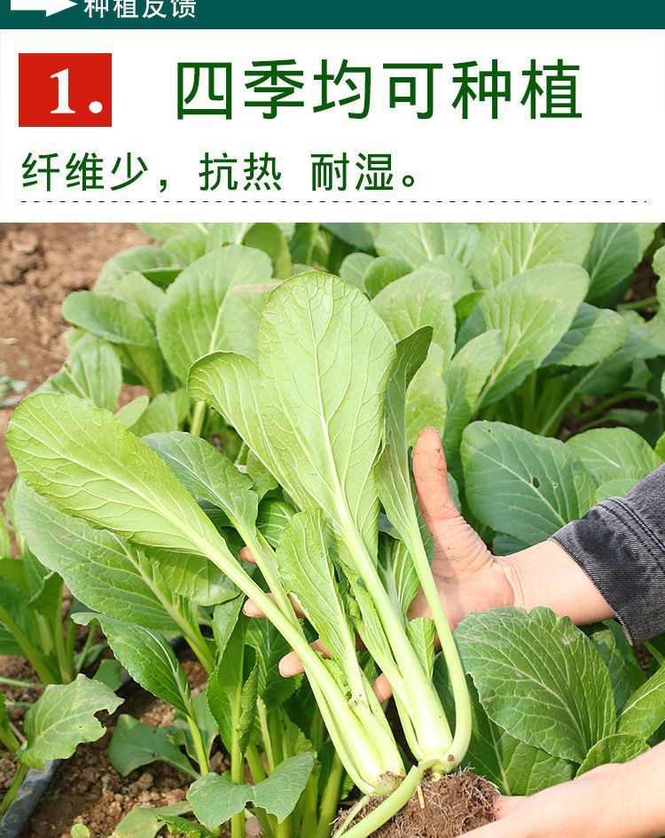 北京青梗小白菜种子农田菜园可盆栽杂交早熟油绿白菜青梗菜种子北京青