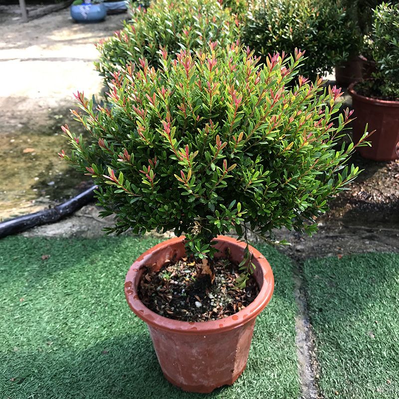 四季常青红杨黄杨金丝楠木小叶赤楠观赏盆景耐寒耐热植物阳台室外小叶
