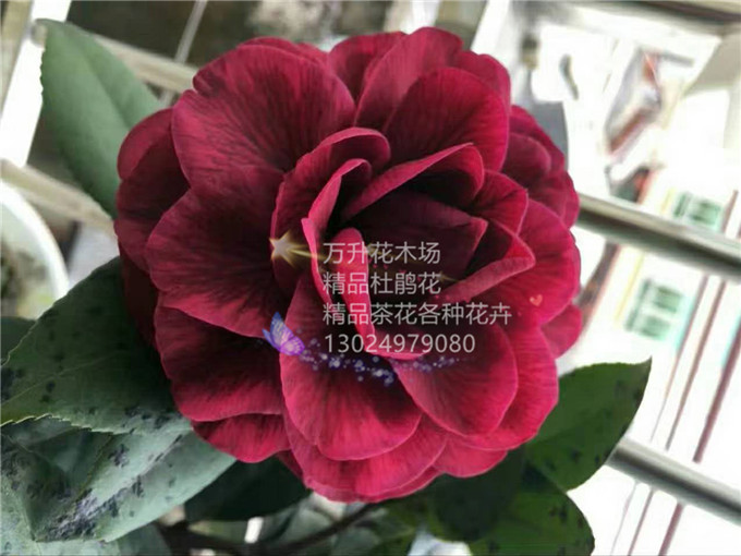 红叶贝拉黑贝拉花黑贝拉黑色茶花56年矮胖实拍2号花谢含盆