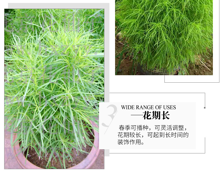 红叶地肤种子绿叶地肤草种子地麦铁扫帚苗四季种园林景观花海种籽红叶