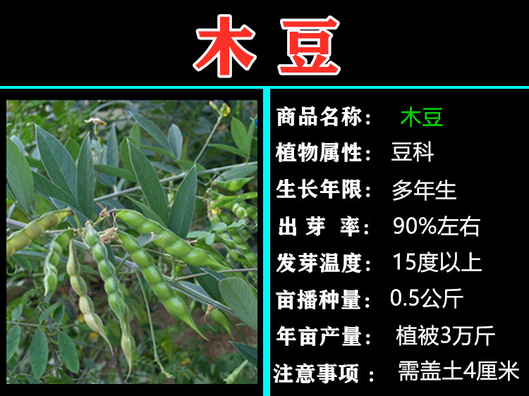 木豆鸽豆柳豆豆蓉树豆树黄豆灌木护林护坡木豆种子1斤件