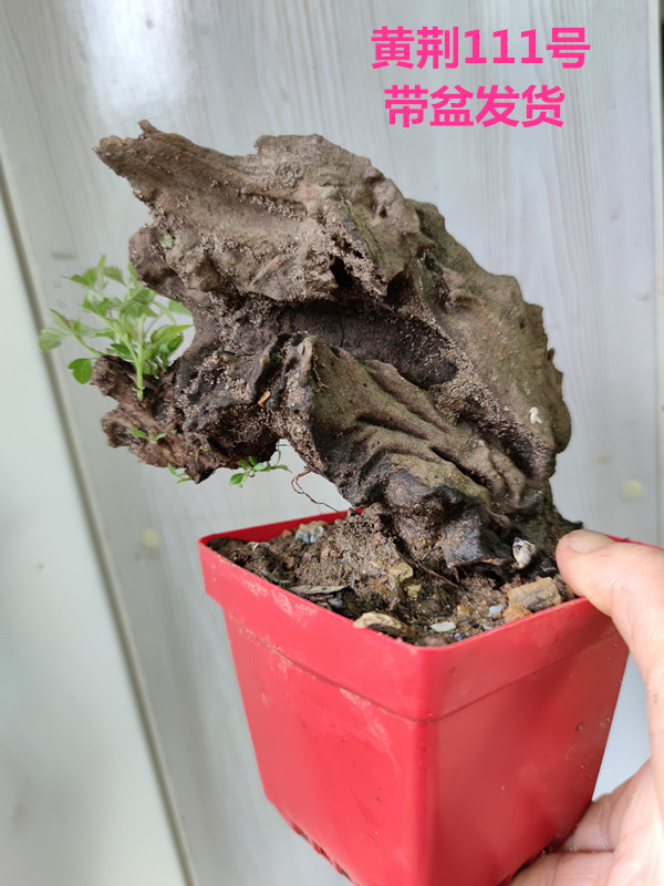 小型迷你盆景老桩舍利荆条树桩映山红红花熟桩带盆栽好黄荆40号含盆