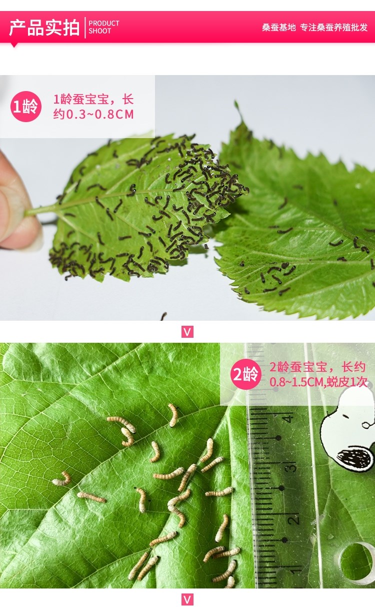 蚕宝宝活蚕小蚕1龄蚕2龄3龄4龄新鲜桑叶邮寄活体蚕宝宝taipeng1龄蚕