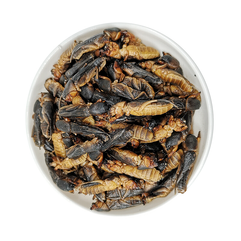 土狗新鲜活体冷冻蝼蛄拉拉蛄地拉蛄地狗子昆虫宴美食2件500g