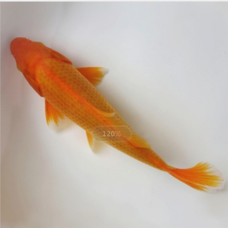 【店铺推荐】纯种锦鲤火鲤活体红锦鲤纯红观赏鱼锦鲤鱼苗宠物鱼包 红