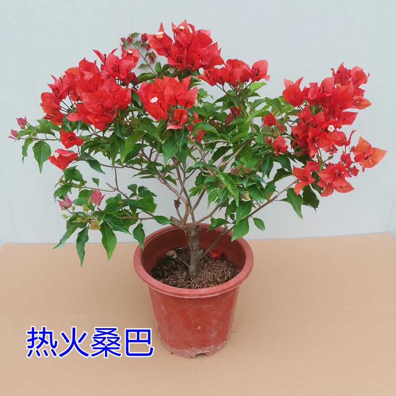 樱五雀盆景画报带花苞发货多季开花热火桑巴4050cm原盆原土带花不含盆