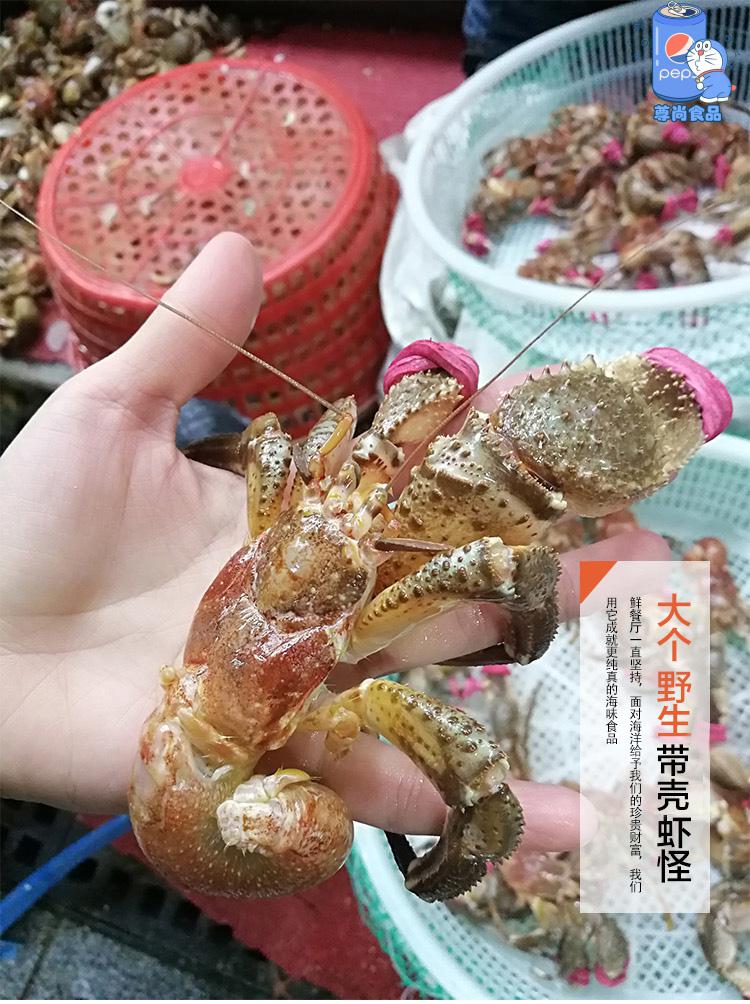 虾怪鲜活超大海怪寄居蟹海鲜大连威海特产水产椰子蟹活体500g一斤