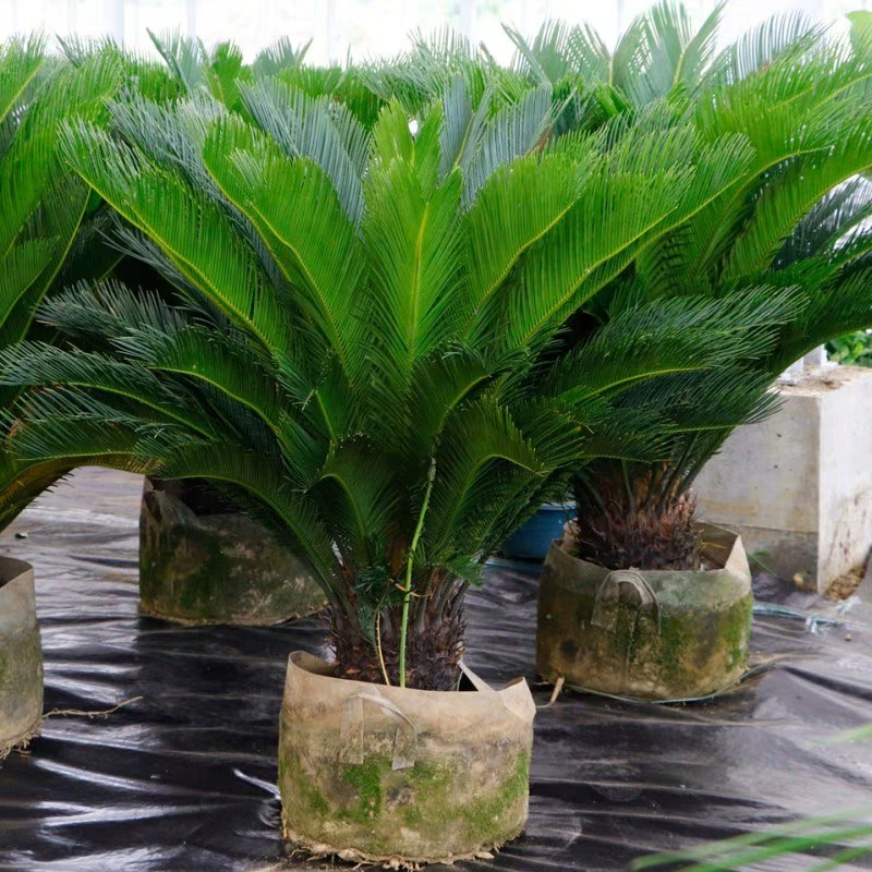 发财树大型绿植花卉盆栽幸福树天堂鸟散尾葵万年青鸭脚木金边巴西铁