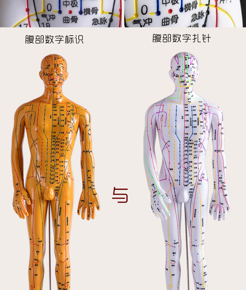 中医针灸穴位人体模型教学全身十二经络图小皮人硅胶扎针练习模特彩色