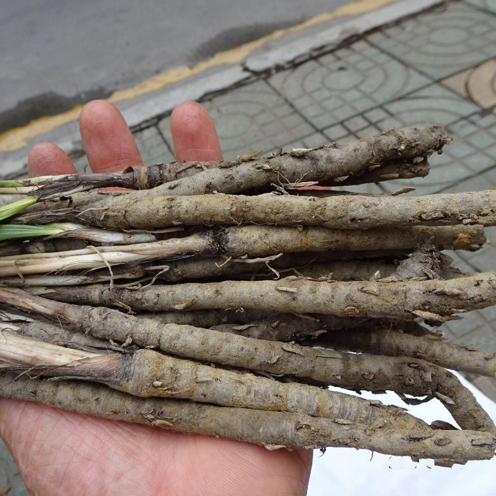 新鲜中药材独脚仙茅独茅根地棕根仙茅草2斤全根52