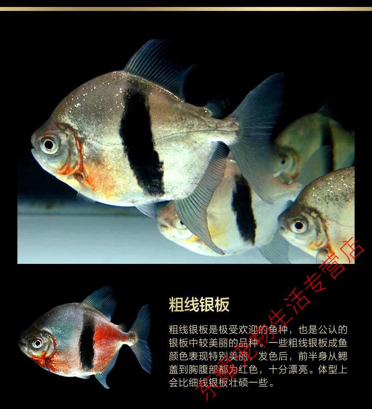 天弗银板鱼中层热带观赏鱼粗线虎纹豹点黑桃a银板鱼活体龙鱼配鱼群鱼