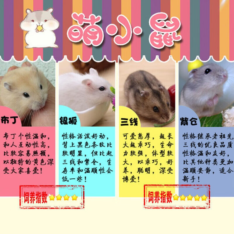 【店铺推荐】小仓鼠宠物活小动物一只金丝熊三线仓鼠宝宝幼崽情侣一对