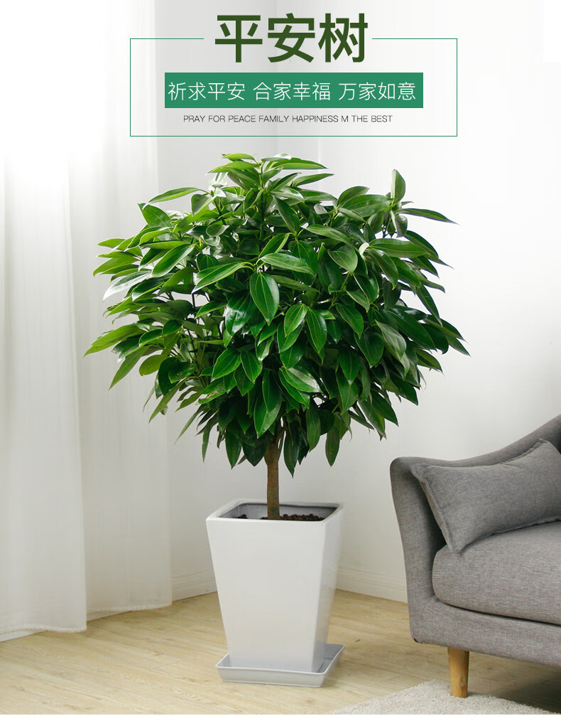 办公室盆栽幸福树平安树室内盆栽四季常青植物15厘米幸福树一颗不含盆