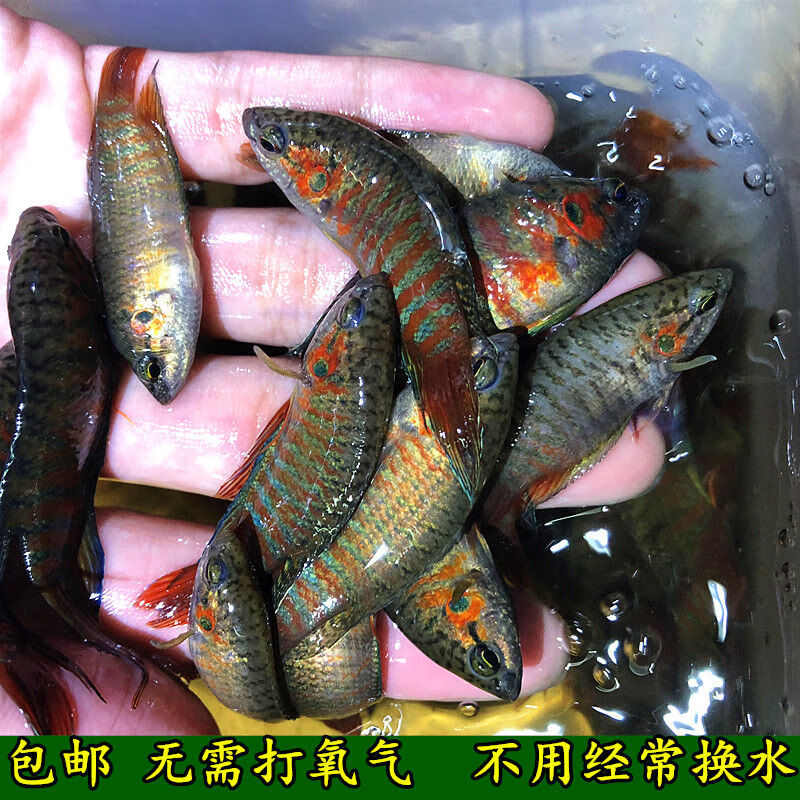 【京东】中国斗鱼普叉野生尾斗鱼观赏鱼原生鱼冷水鱼活花手巾菩萨鱼