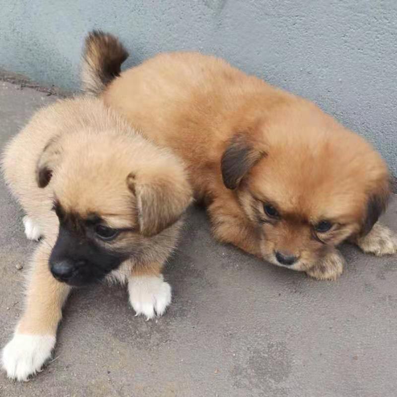 京选好物中华田园犬家养幼犬土狗小狗混血狗大黄狗纯黑小白狗体活体种