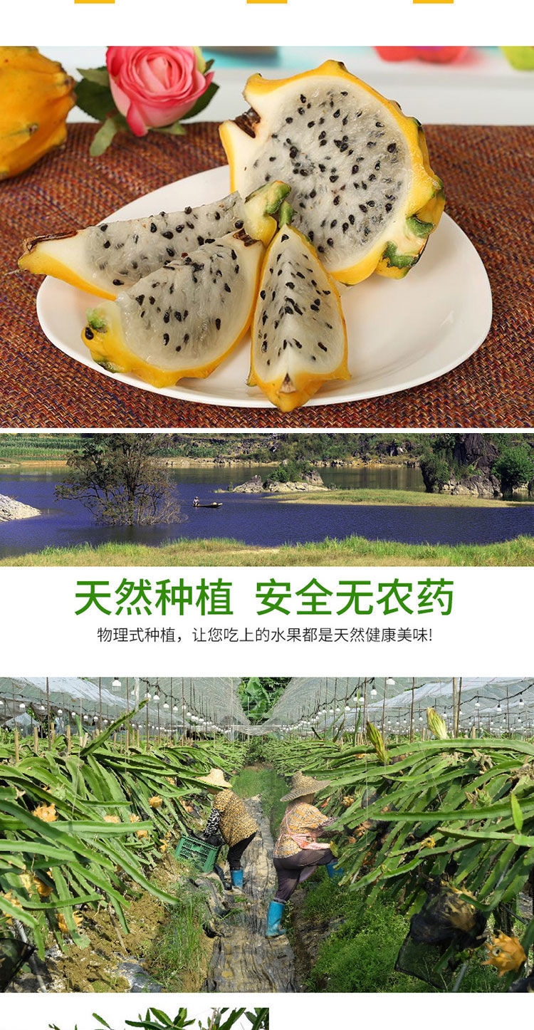 现货顺丰正宗燕窝果麒麟果超甜原箱黄色黄皮火龙果黄心清甜多汁新鲜