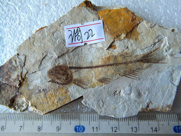 辽西天然狼鳍鱼化石昆虫植物古生物化石标本多个可选新补货