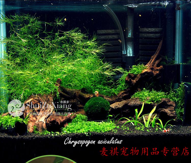 印度小竹节草中后景懒人新手造景虾缸躲避真金鱼藻阴性水草缸活体 1杯