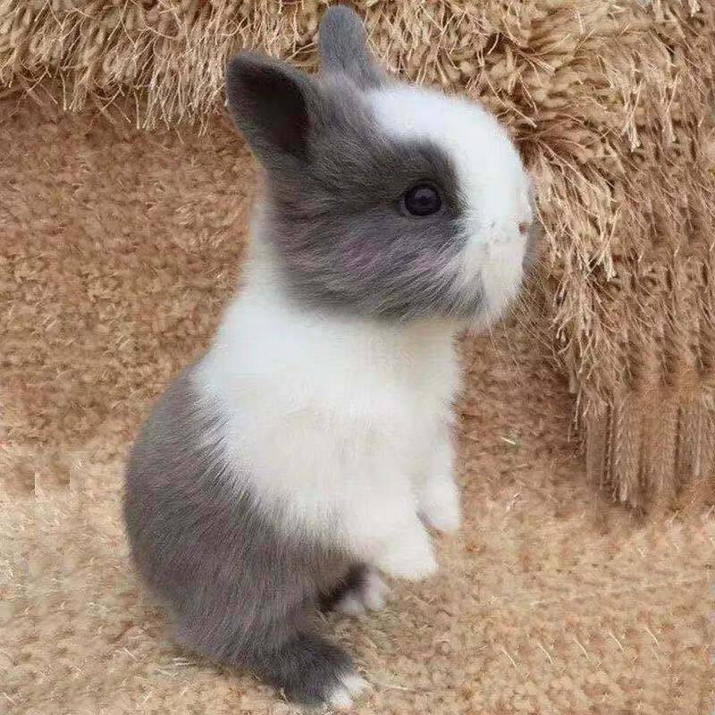 【京东】宠物兔子活物小型道奇垂耳兔荷兰凤眼侏儒兔猫猫兔迷你茶杯兔