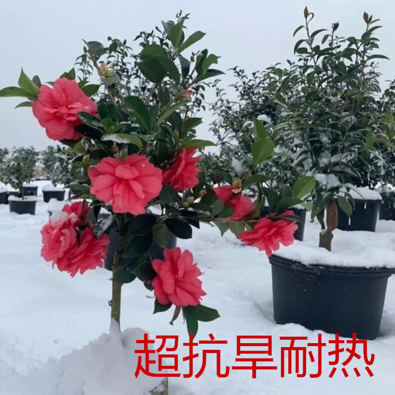 红山茶夏日系列重瓣新品种四季茶花树苗盆栽耐寒热多开花夏日七心夏咏