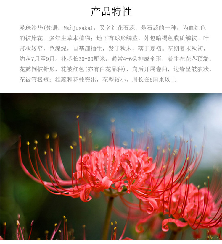 彼岸花种球种子套装曼珠沙华盆栽绿植花卉石蒜花室内外四季种花卉彼岸