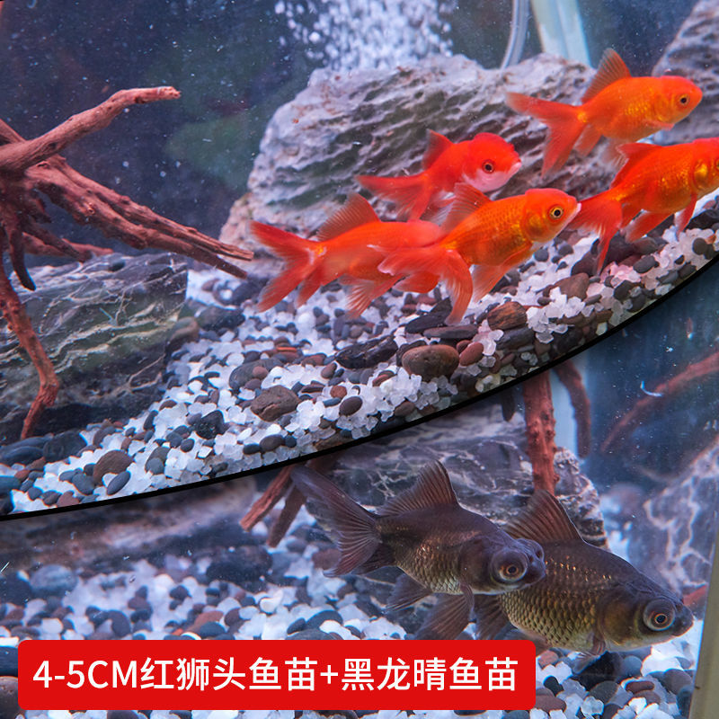 【京选推荐】丹顶红狮子头金鱼活体鹤顶红观赏鱼淡水鱼珍珠兰寿蝶尾