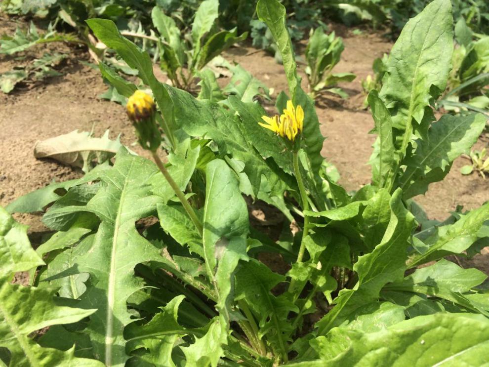 新鲜野生蒲公英当季现挖野菜 露天苦菜 3斤装 蒲公英