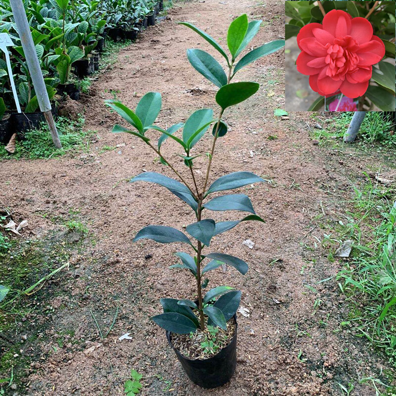 重瓣夏日七心小璇国色衍平文清阳台庭院植物夏梦华林2年苗含盆